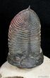 / Inch Zlichovaspis Trilobite - Free Standing #2766-3